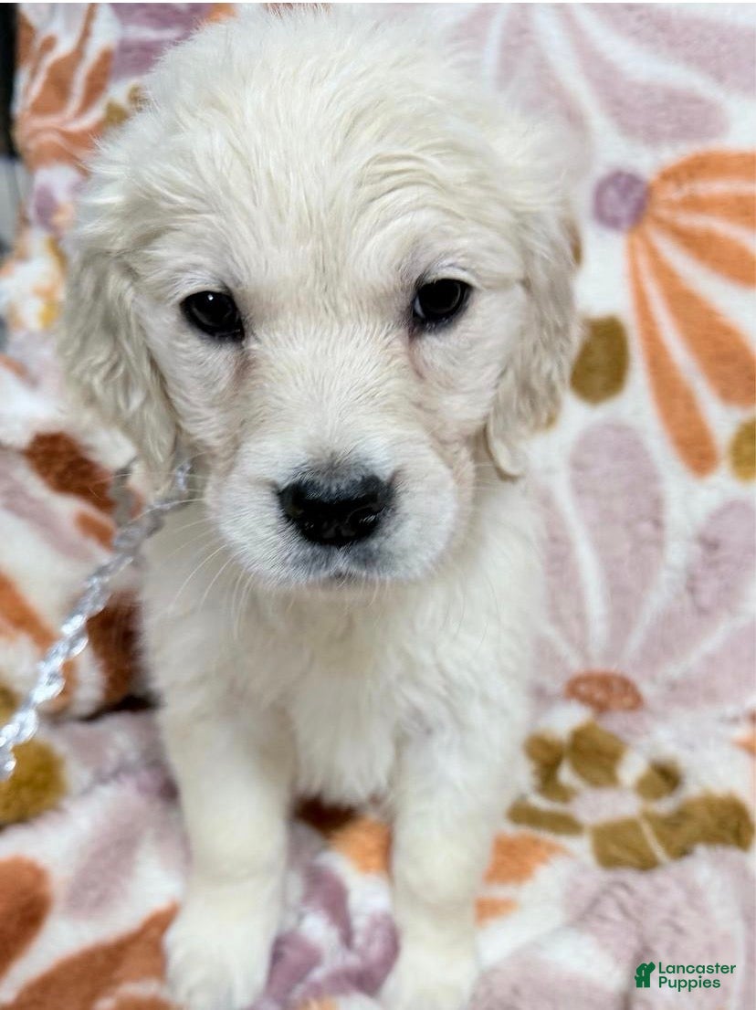 Golden Retriever dogs for sale: Silver girl - Ad 26