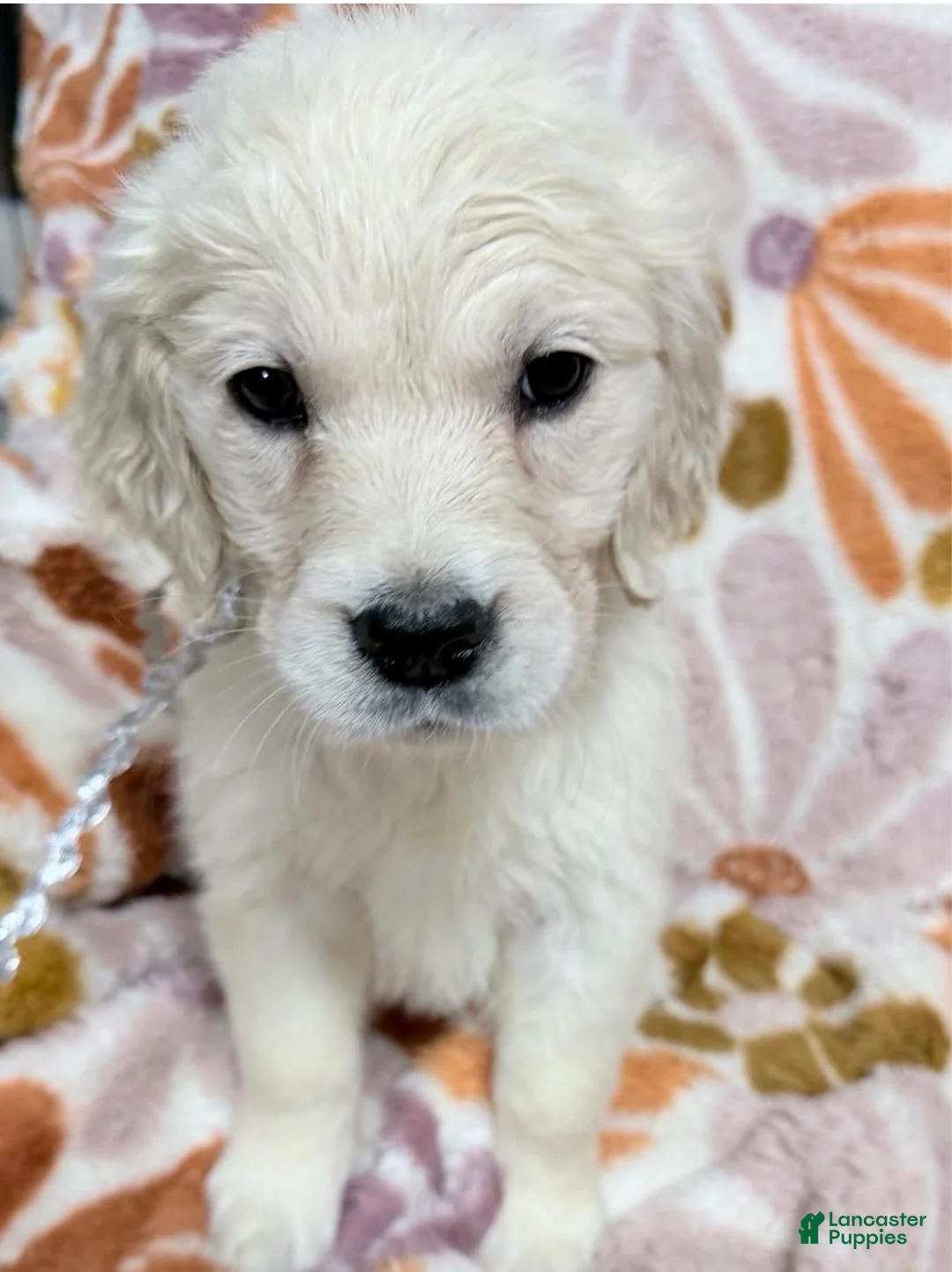Golden Retriever dogs for sale: Silver girl - Ad 1