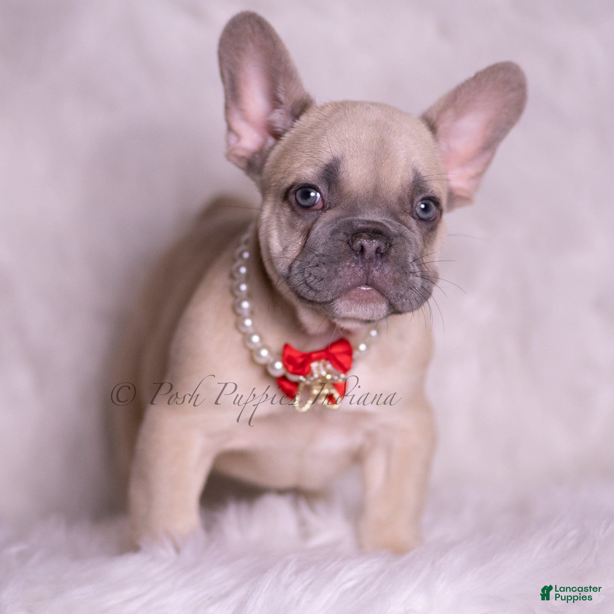 French Bulldog dogs Danko - Ad 2