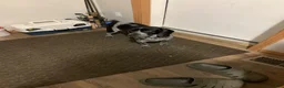 Beabull dogs for sale: Gabby - Ad 6