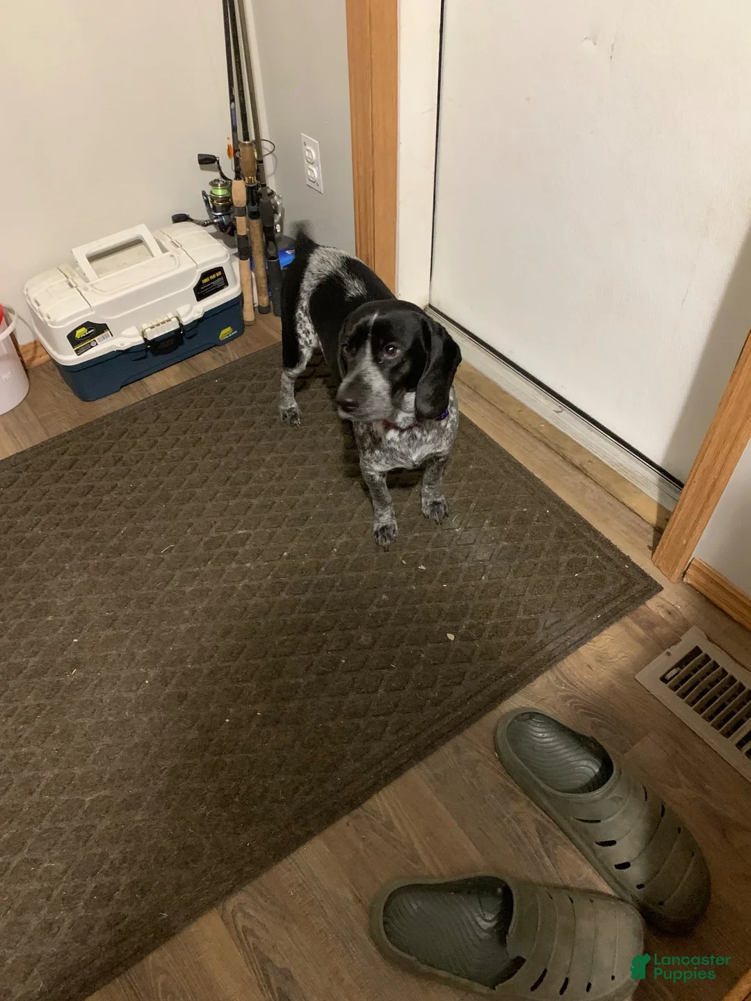 Beabull dogs for sale: Gabby - Ad 6