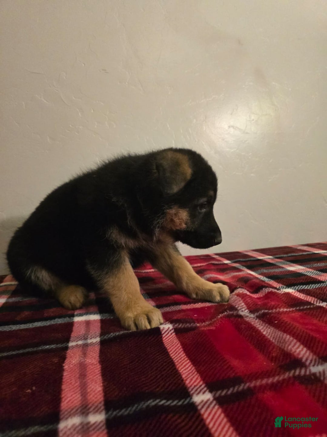 German Shepherd dogs for sale: Max - Ad 17