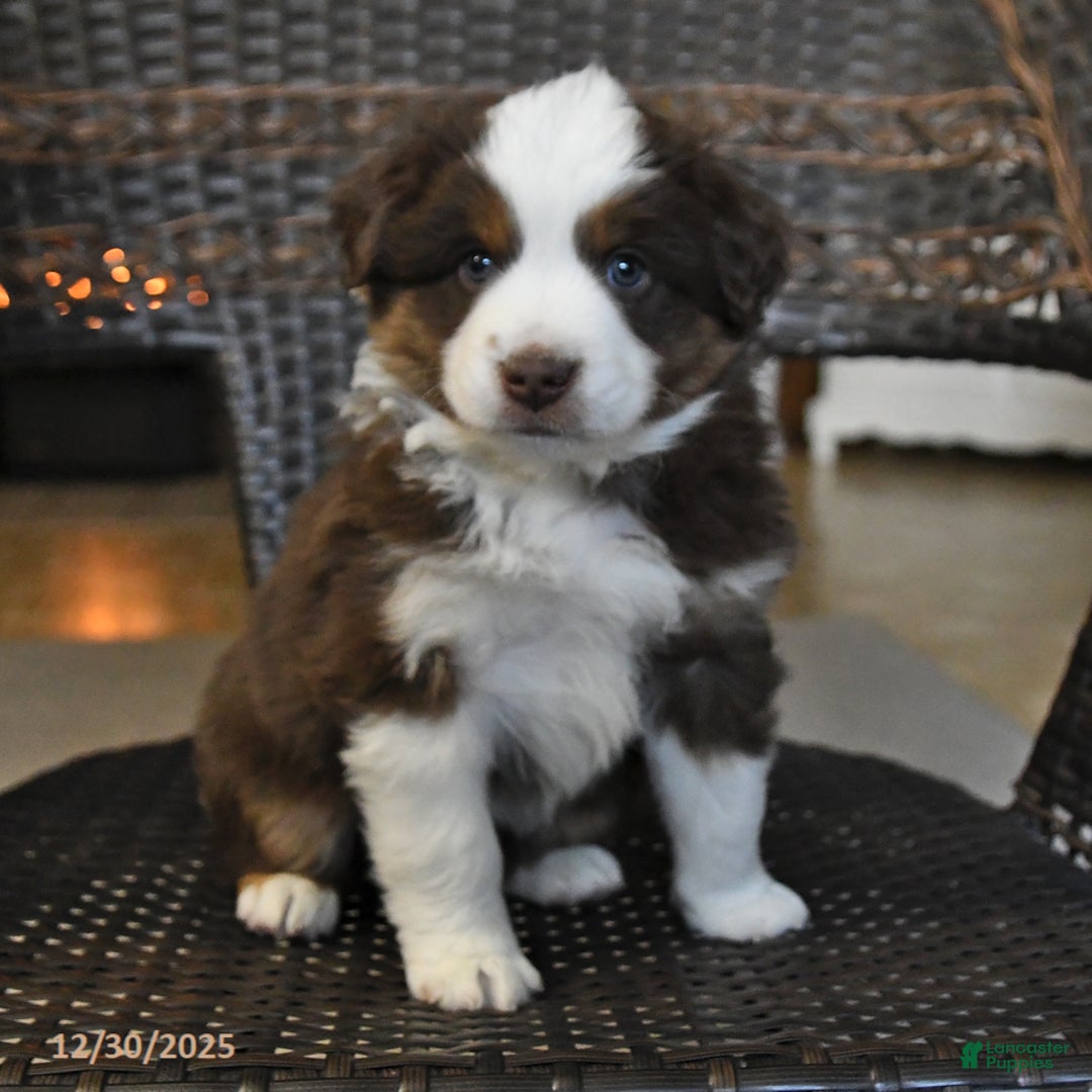 Miniature Australian Shepherd dogs for sale: Dale - Ad 4