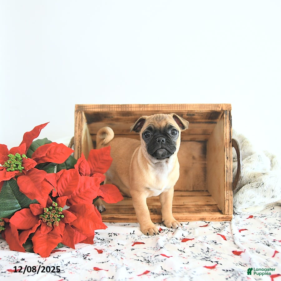 Jug dogs Mistletoe - Ad 12