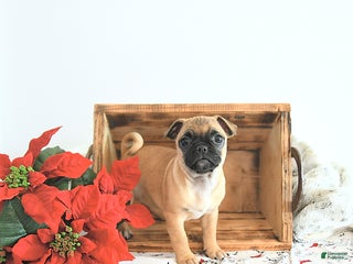 Jug dogs Mistletoe - Ad 16