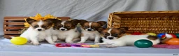 Papillon dogs for sale: Trooper - Ad 3