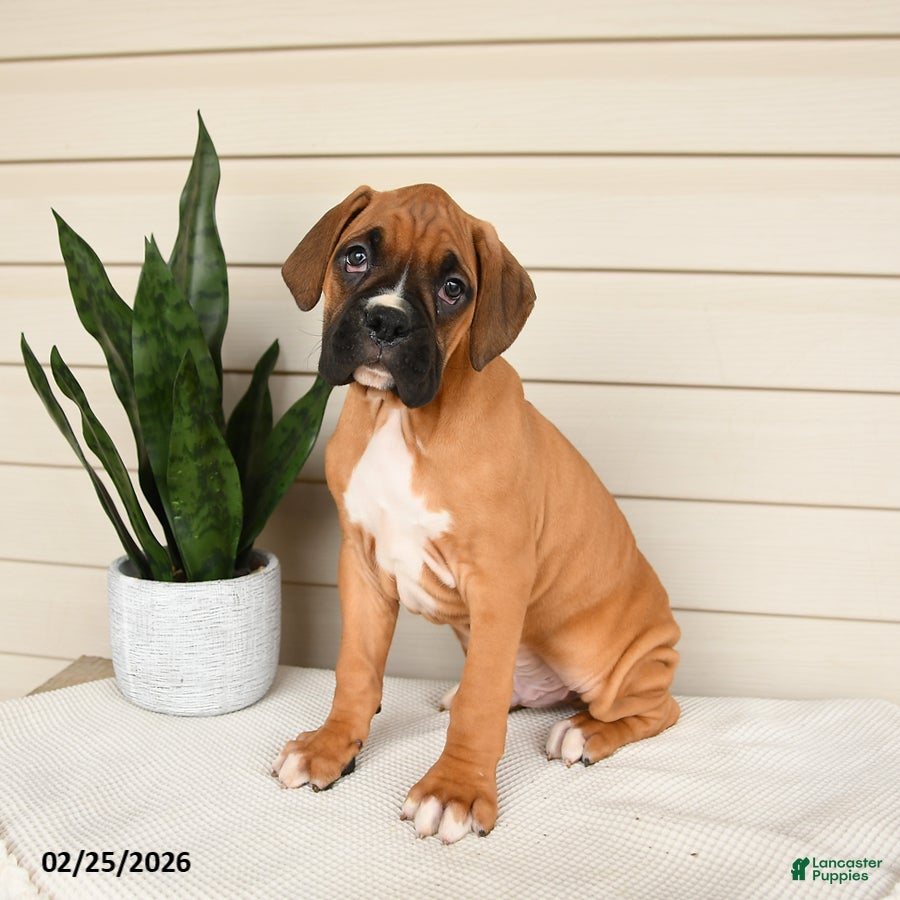 Boxer dogs Jersey - Ad 1