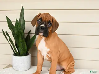 Boxer dogs for sale: Jersey - Ad 2