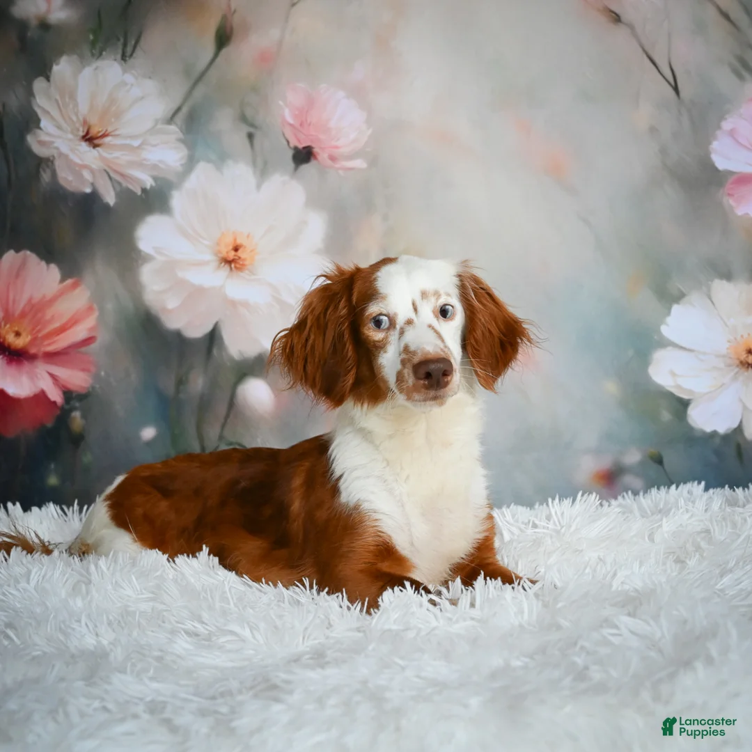 Miniature Dachshund dogs for sale: AKC-Riena - Ad 9