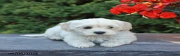 Mixed Breed dogs for sale: Fern - Ad 3