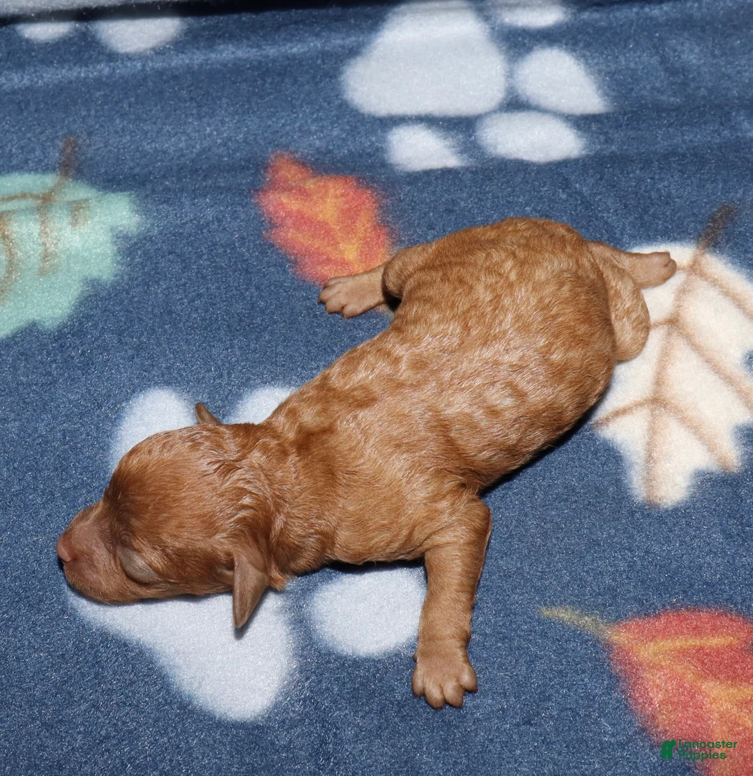 Toy Poodle dogs for sale: Summer’s red female 2 - Ad 2