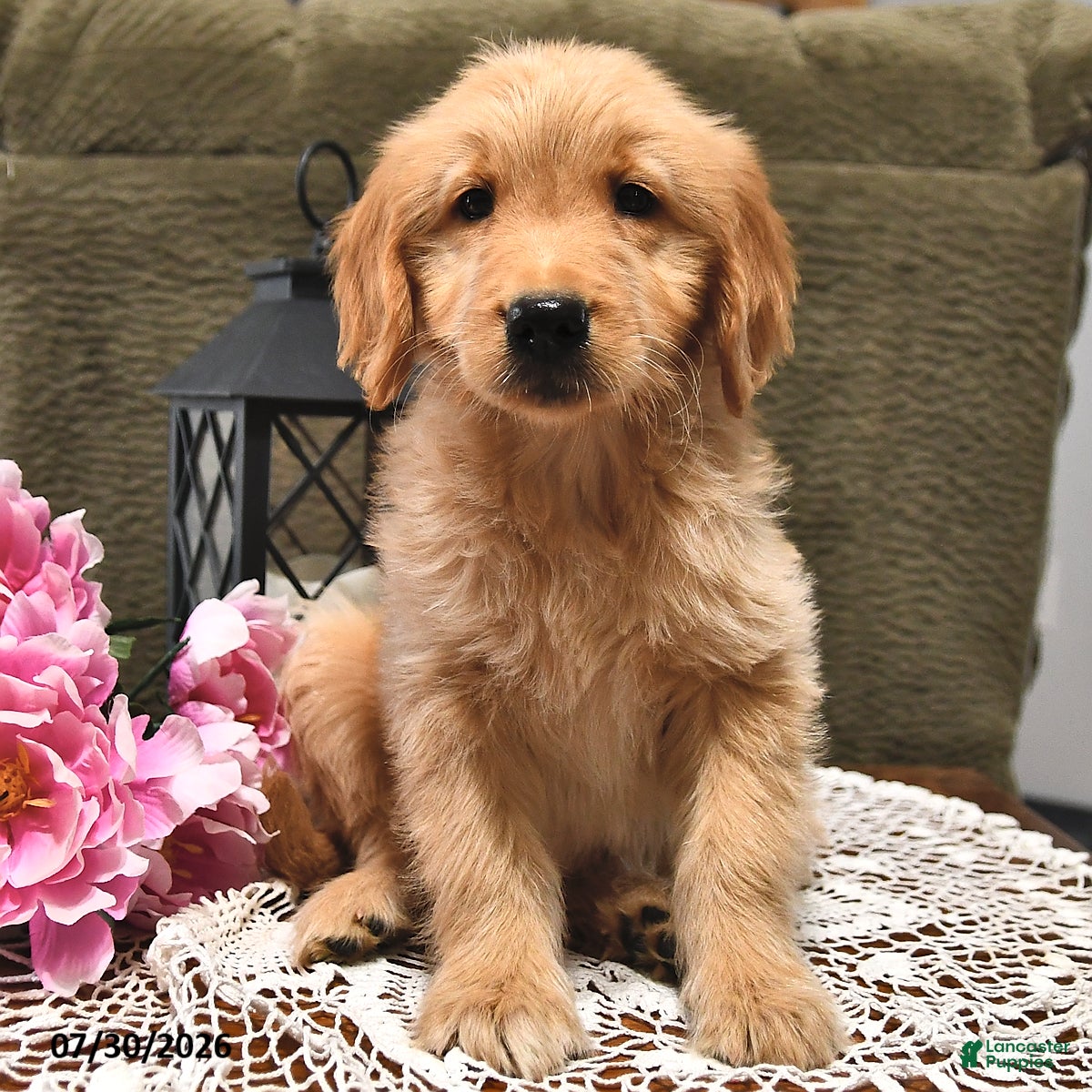 Goldendoodle dogs Taffy - Ad 2