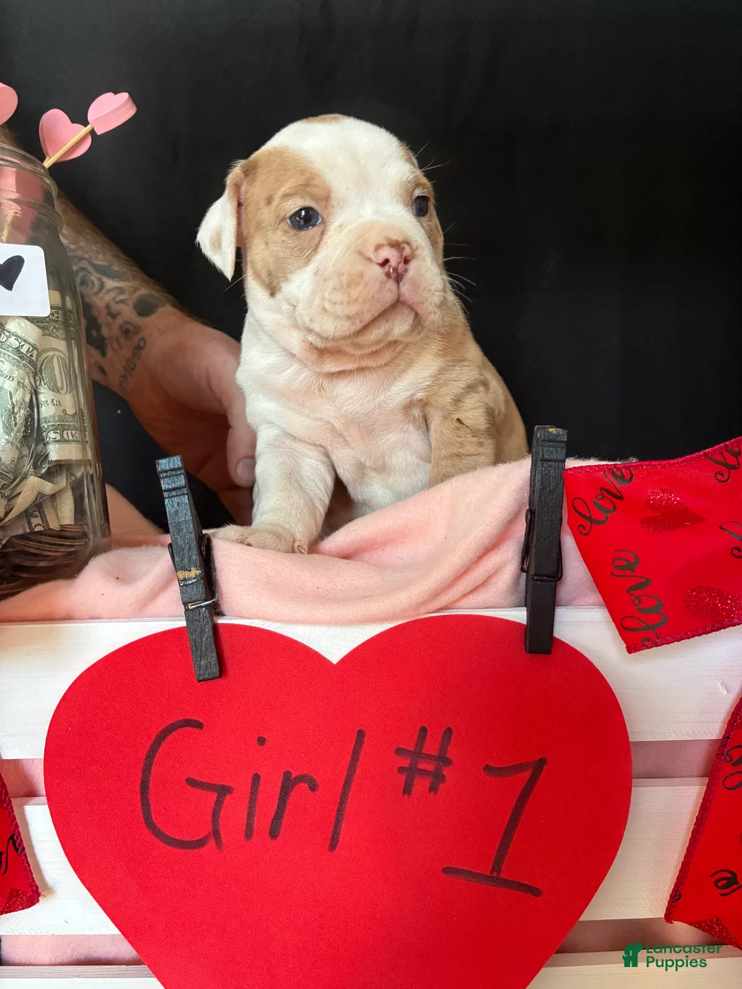 Olde English Bulldogge dogs for sale: Olde English Bulldogge Puppy 7 - Ad 6