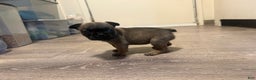 French Bulldog dogs for sale: French Bulldog Puppy 3 - Ad 1