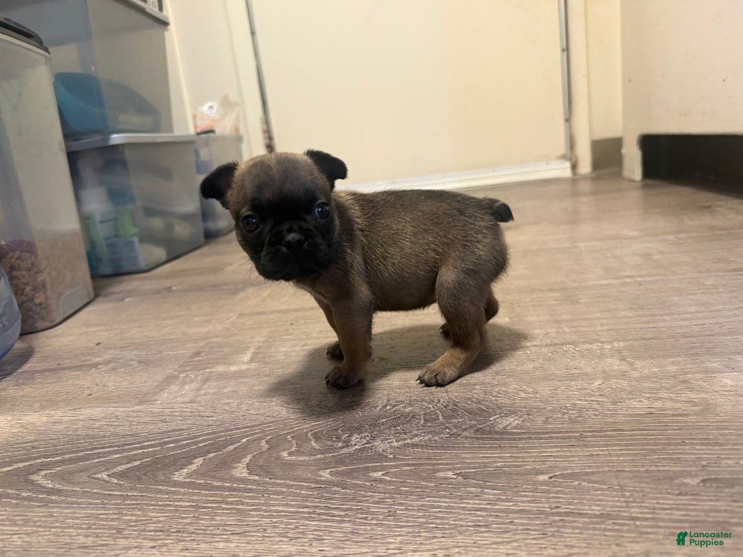 French Bulldog dogs for sale: French Bulldog Puppy 3 - Ad 1