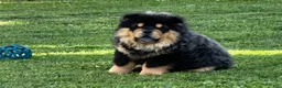 Chow Chow dogs for sale: Teddy  - Ad 3