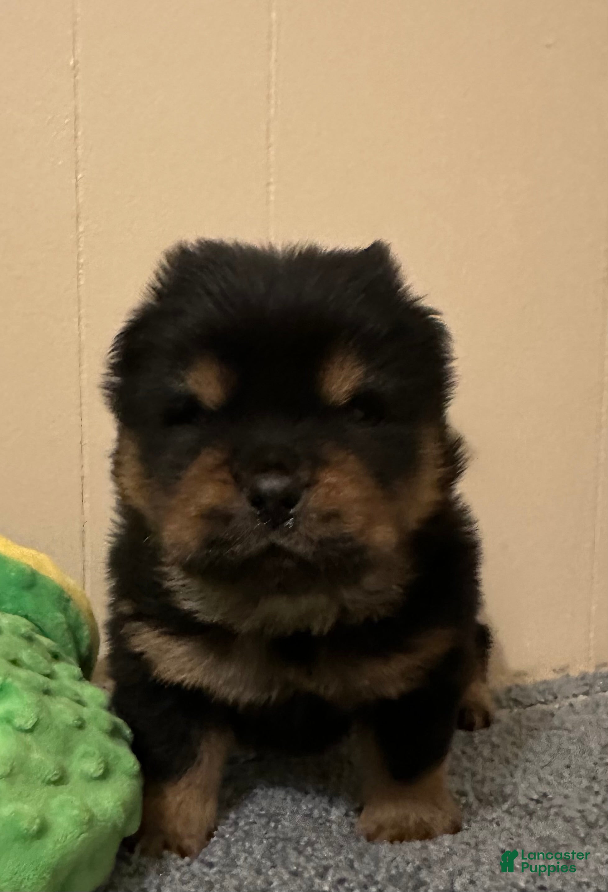 Chow Chow dogs Bear - Ad 5