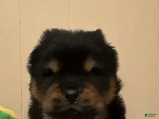 Chow Chow dogs Bear - Ad 5