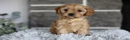 Cavapoo dogs for sale: Biscuit - Ad 6