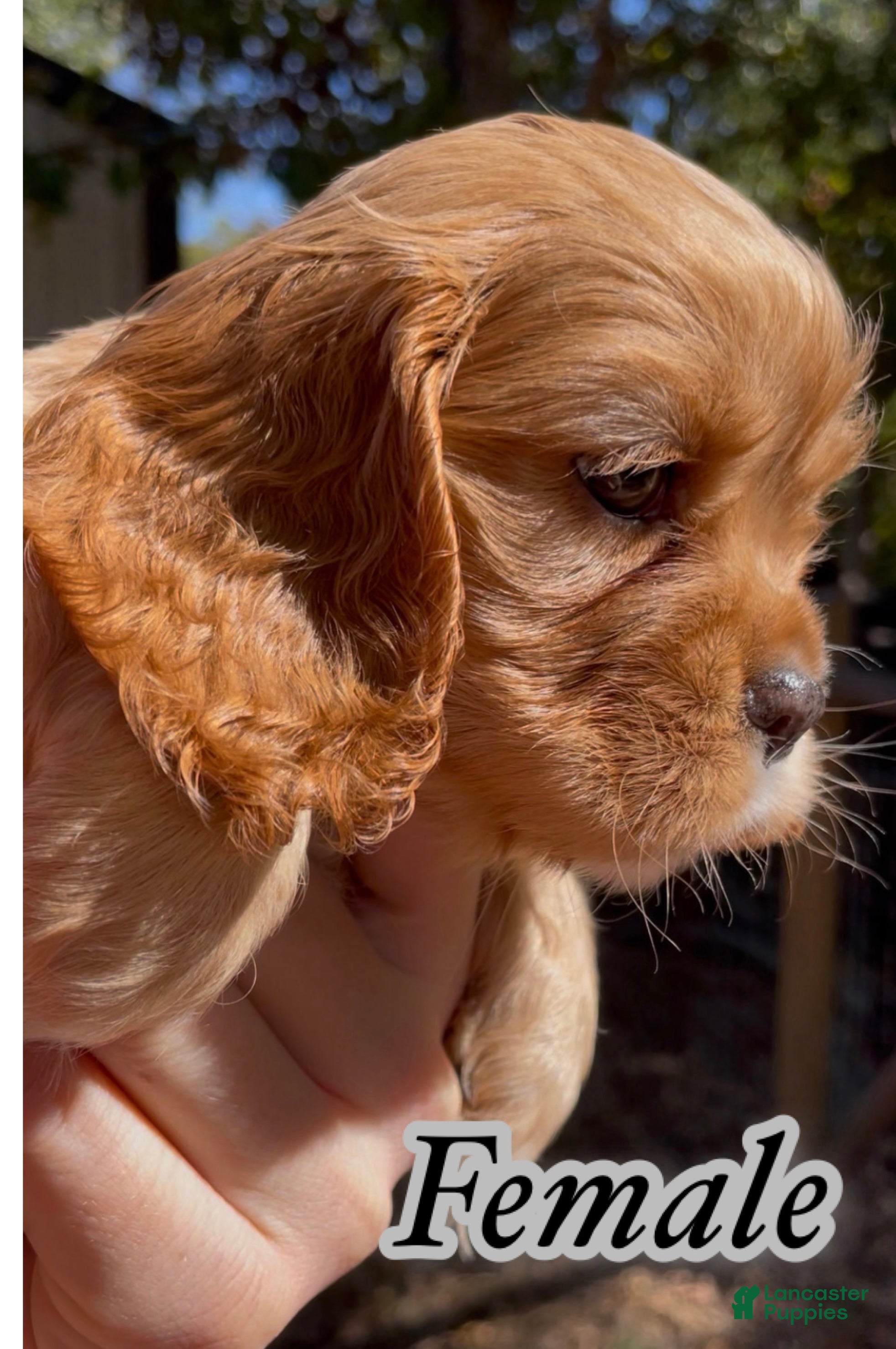 Mixed Breed dogs for sale: Noël - Ad 1