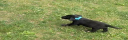 Labrador Retriever dogs for sale: Black Male (Teal Collar) - Ad 2