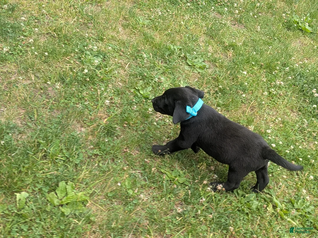 Labrador Retriever dogs for sale: Black Male (Teal Collar) - Ad 2