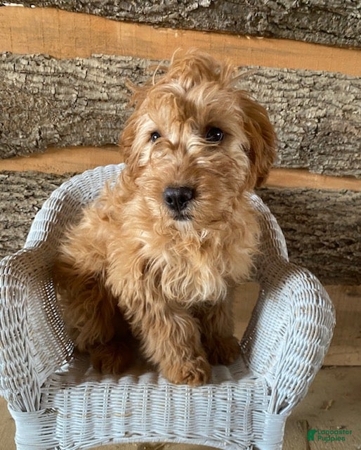 Mini Goldendoodle dogs Diamond- mini/ medium - Ad 2