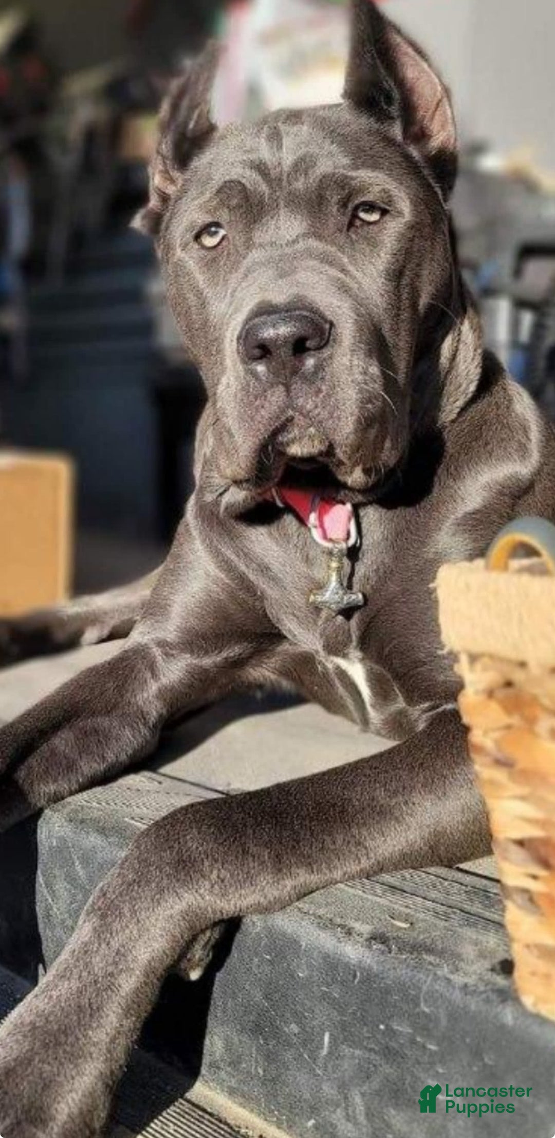 Gallery Image {{count}}