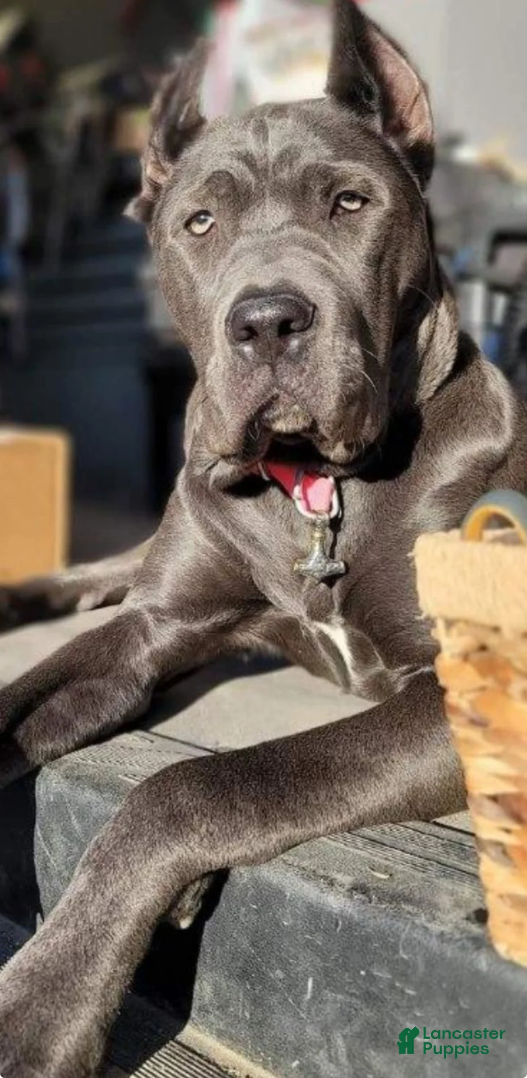 Gallery Image {{count}}