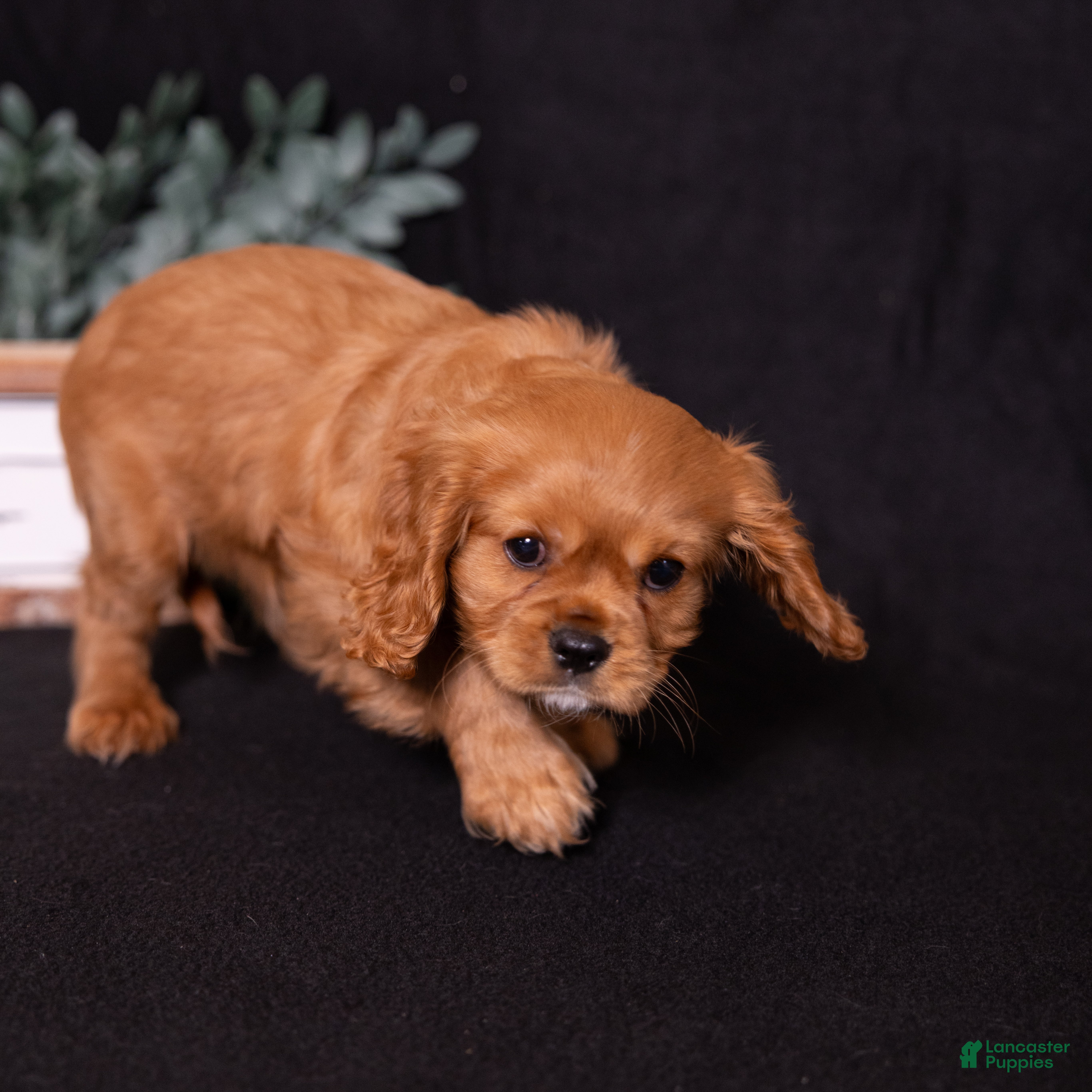 Cavalier King Charles Spaniel dogs Noah - Ad 2