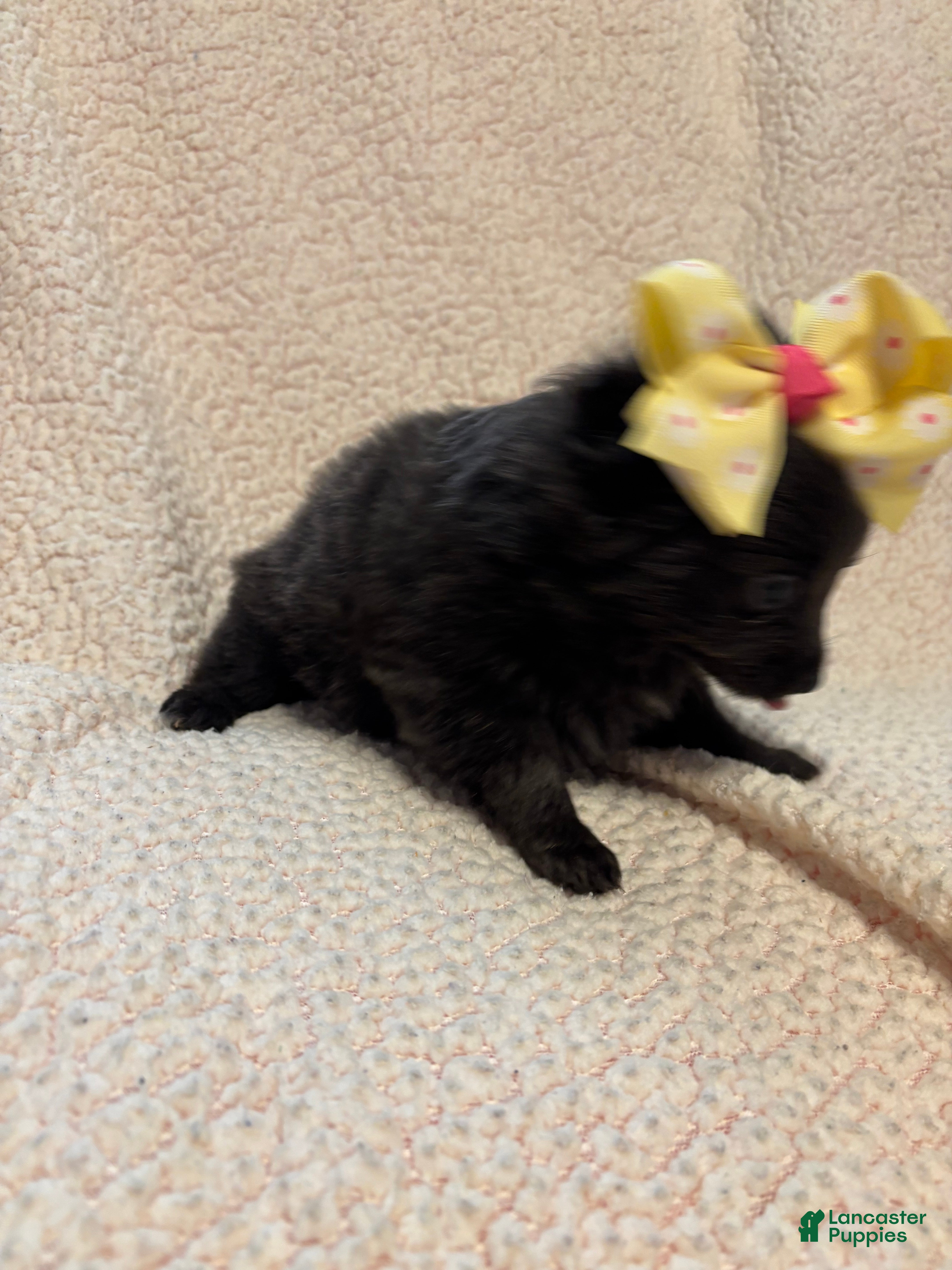 Pomeranian dogs Pomeranian Puppy 3 - Ad 24