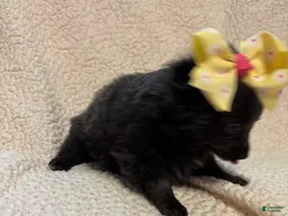 Pomeranian dogs Pomeranian Puppy 3 - Ad 24