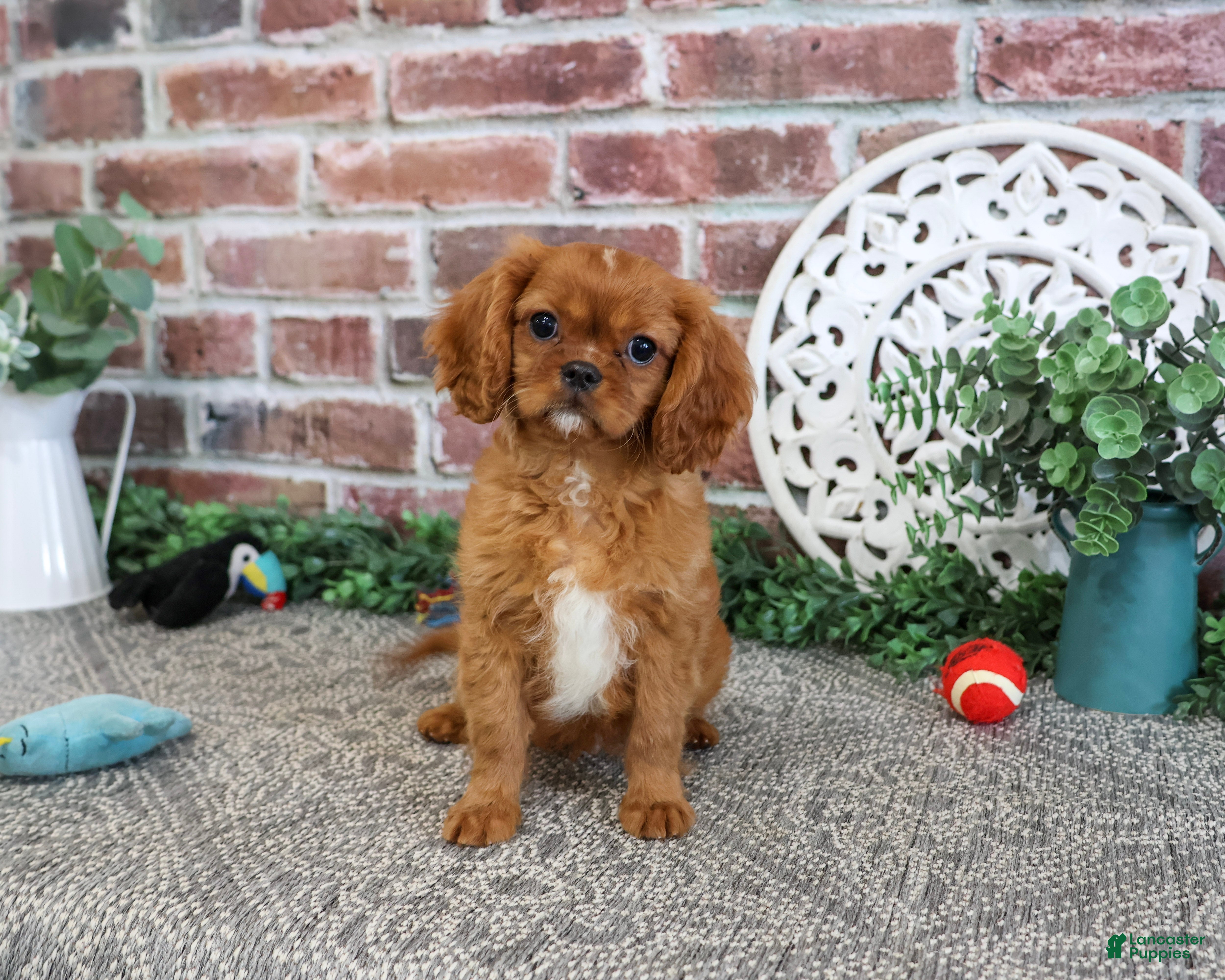 Cavalier King Charles Spaniel dogs Digger - Ad 42