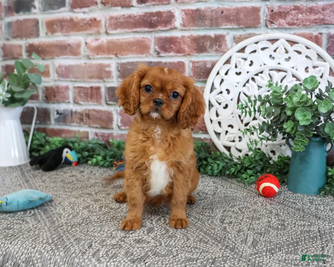 Cavalier King Charles Spaniel dogs for sale: Digger - Ad 1