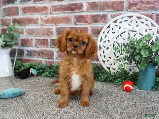 Cavalier King Charles Spaniel dogs Digger - Ad 42