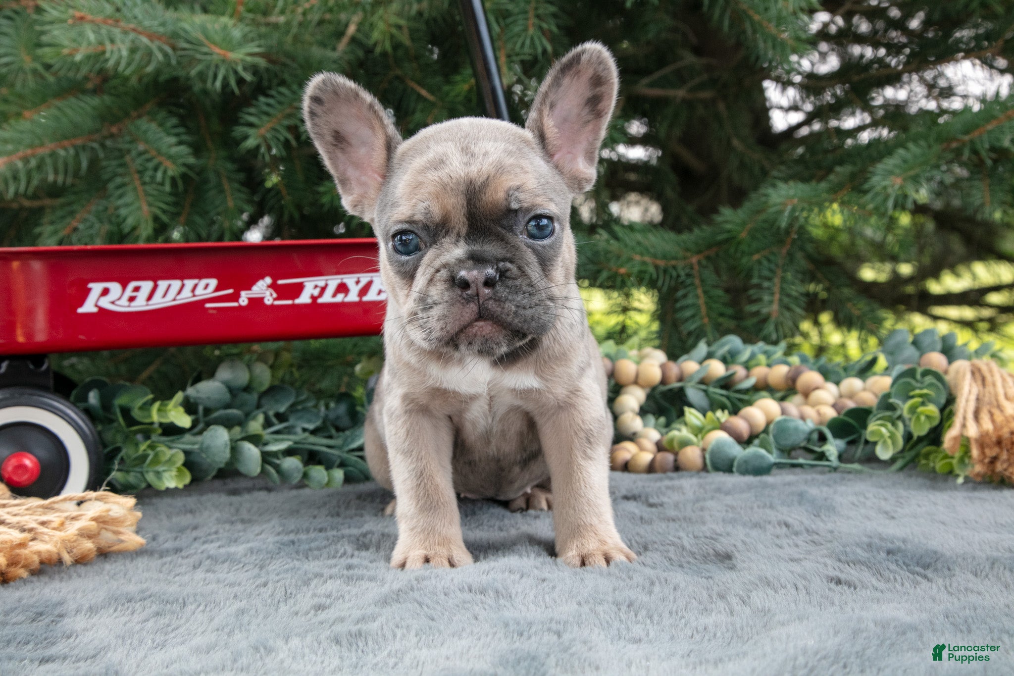 French Bulldog dogs Frida - Ad 1