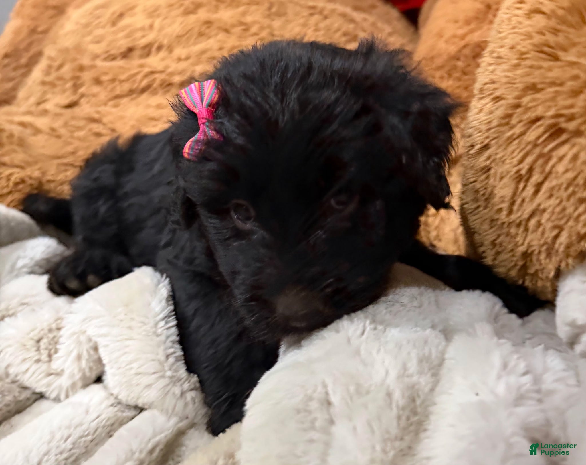 Goldendoodle dogs Goldendoodle 6 - Ad 18