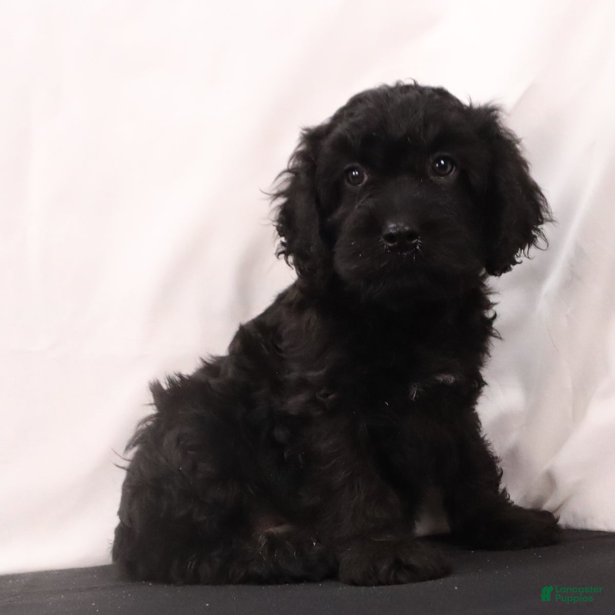 Cavapoo dogs Duke - Ad 1