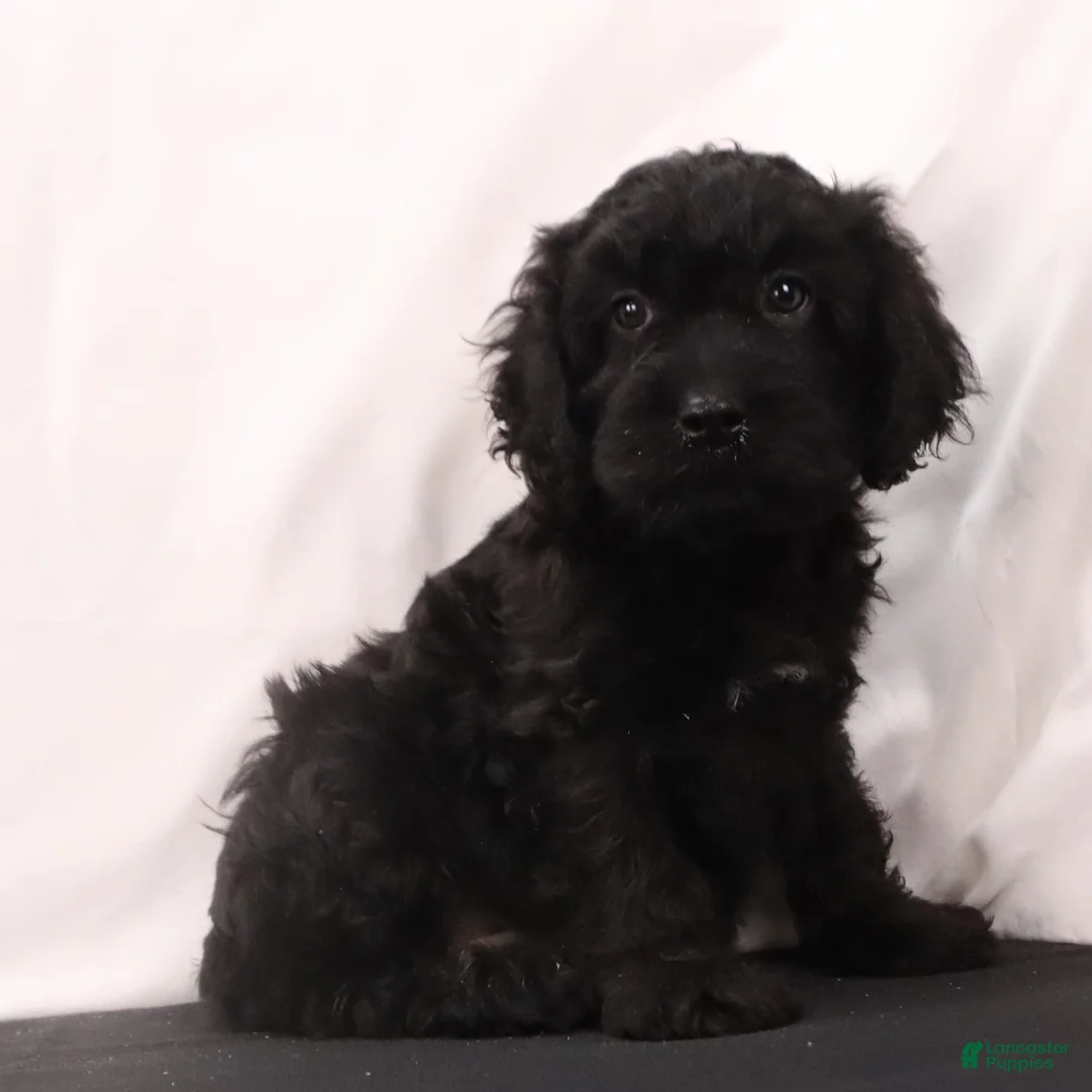 Cavapoo dogs for sale: Duke - Ad 1