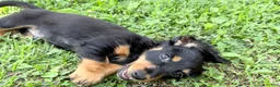 Miniature Dachshund dogs for sale: Jaxx-AKC Black & Tan LH-PRA Clear-DNA/OFA-Sire Prospect - Ad 15