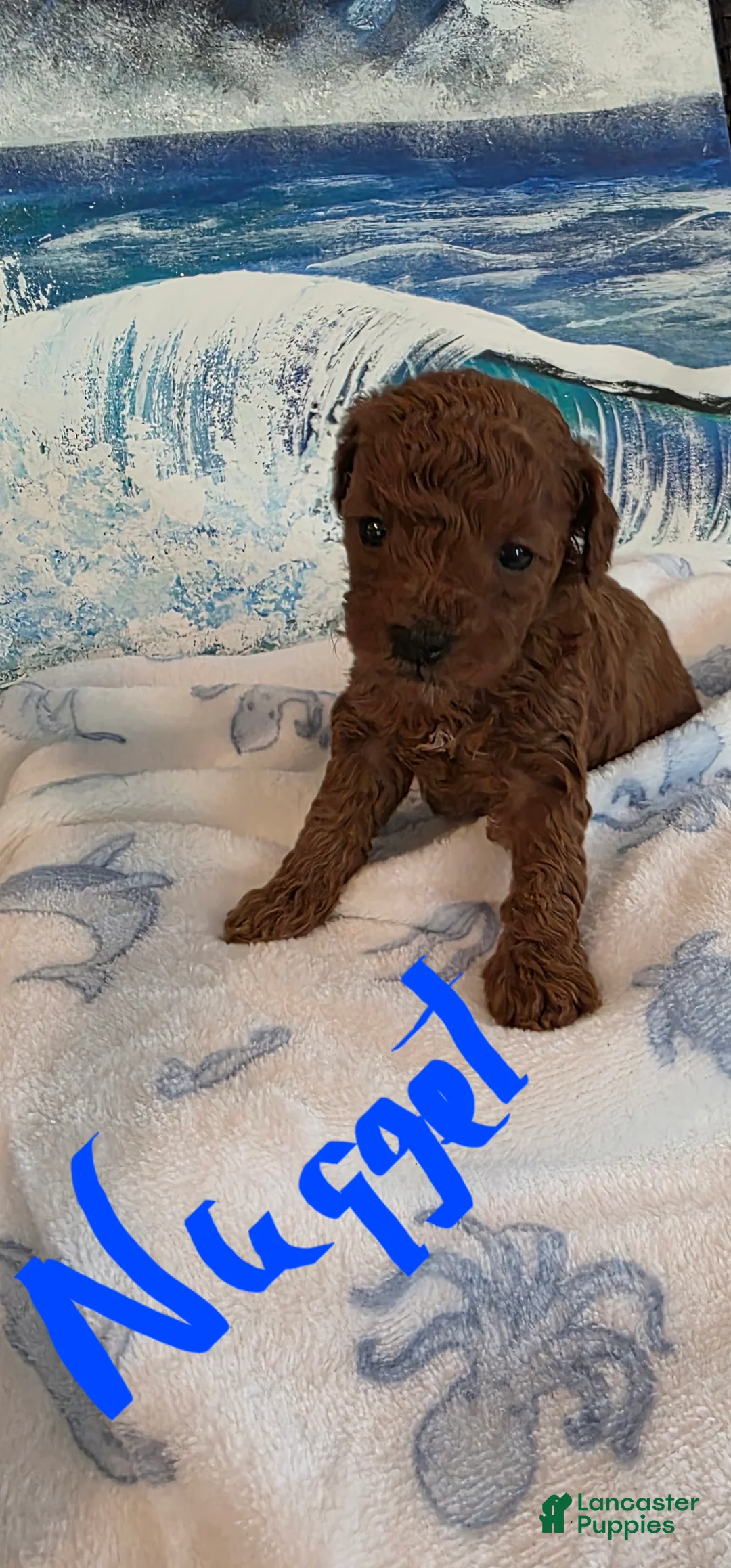 Toy Poodle dogs for sale: Toy Poodle 2 - Ad 2