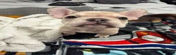 French Bulldog dogs for sale: French Bulldog Puppy 1 - Ad 4