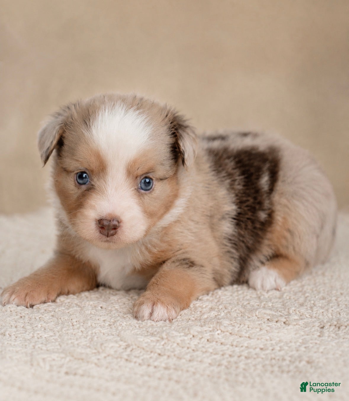 Toy Australian Shepherd dogs Wrangler - Ad 2