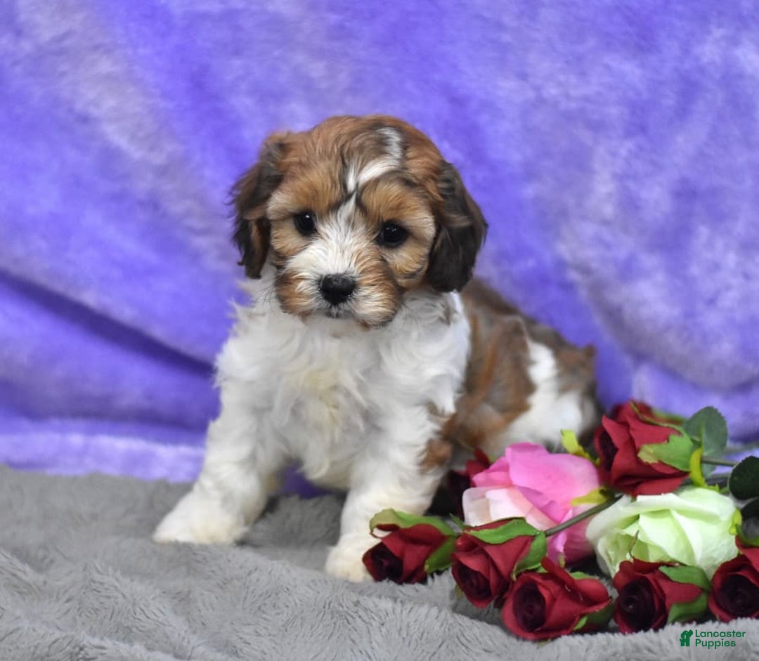 Gallery Image {{count}}