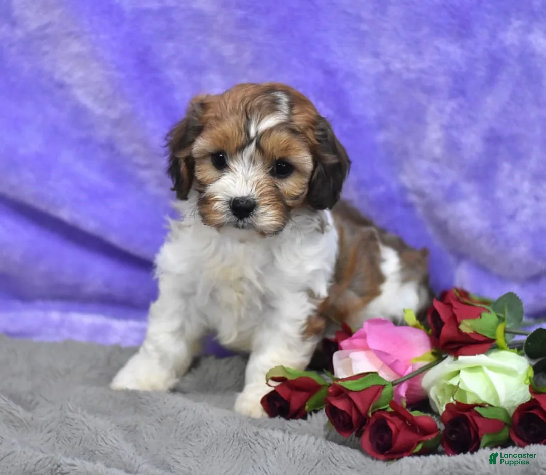 Gallery Image {{count}}