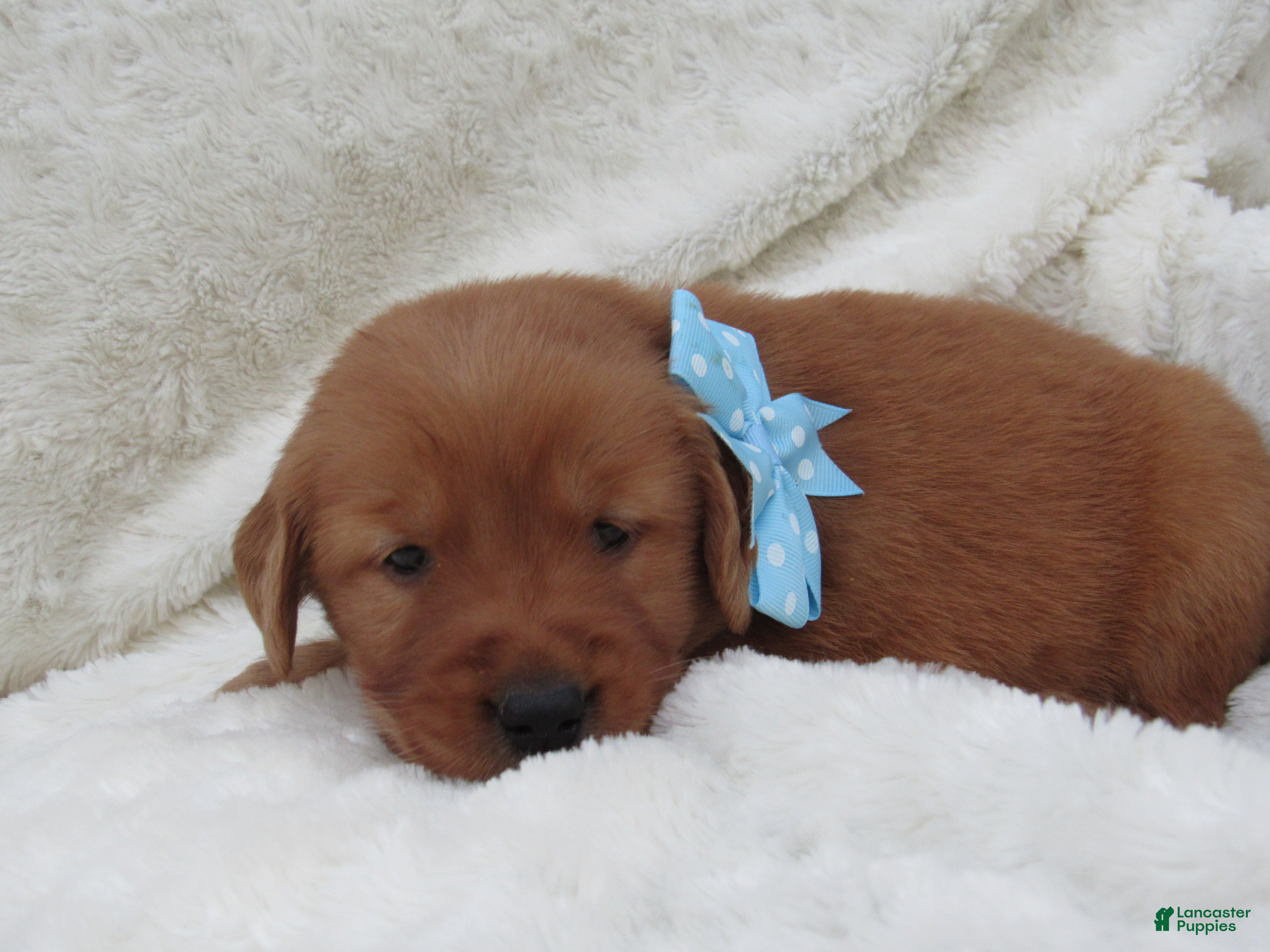 Golden Retriever dogs for sale: LESLIE - Ad 1
