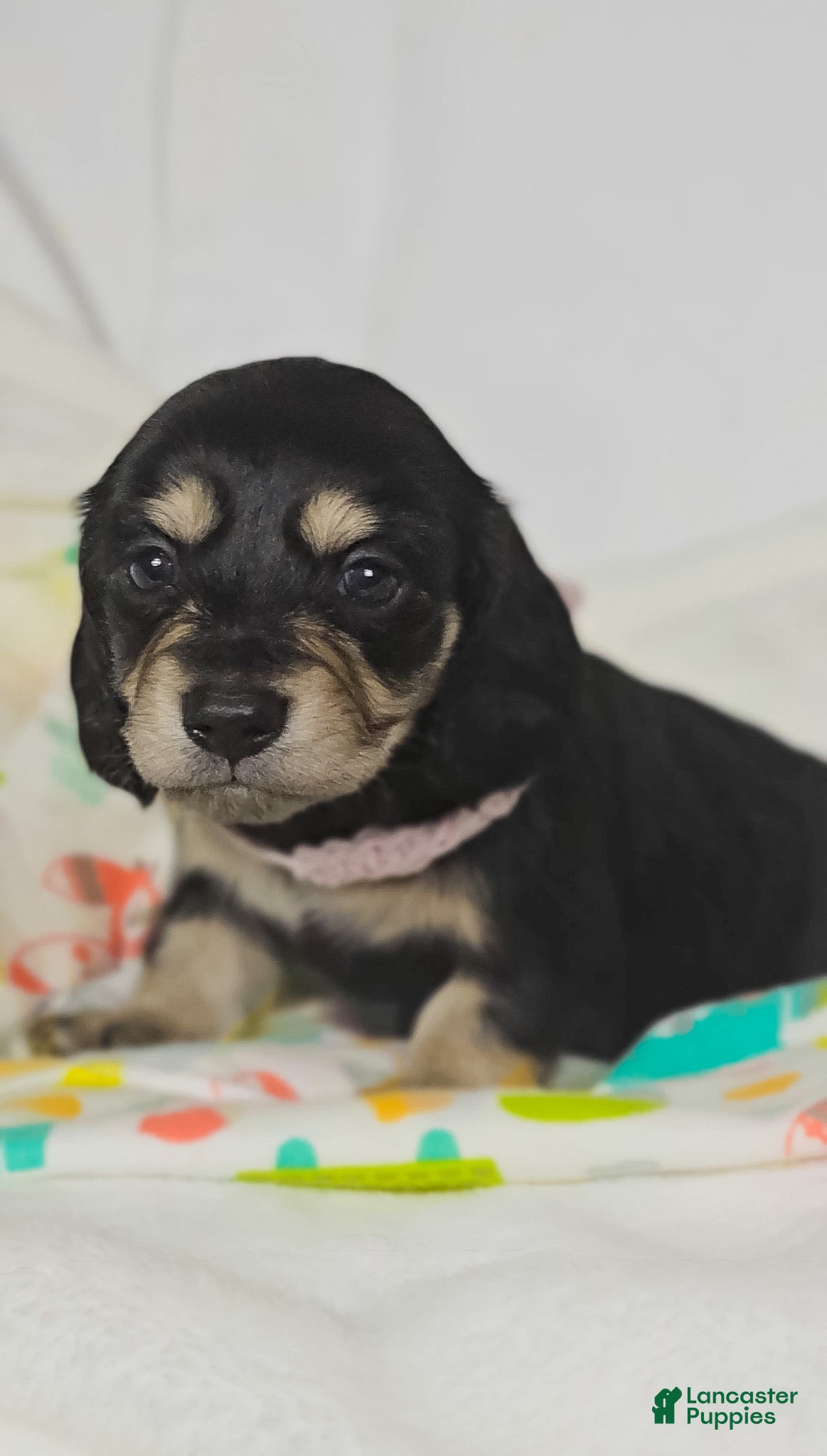 Miniature Dachshund dogs for sale: Bun - Ad 4