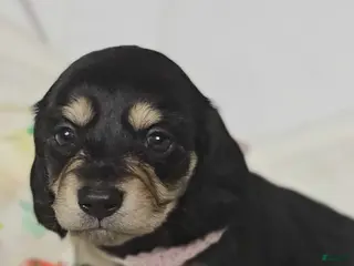 Miniature Dachshund dogs for sale: Bun - Ad 4