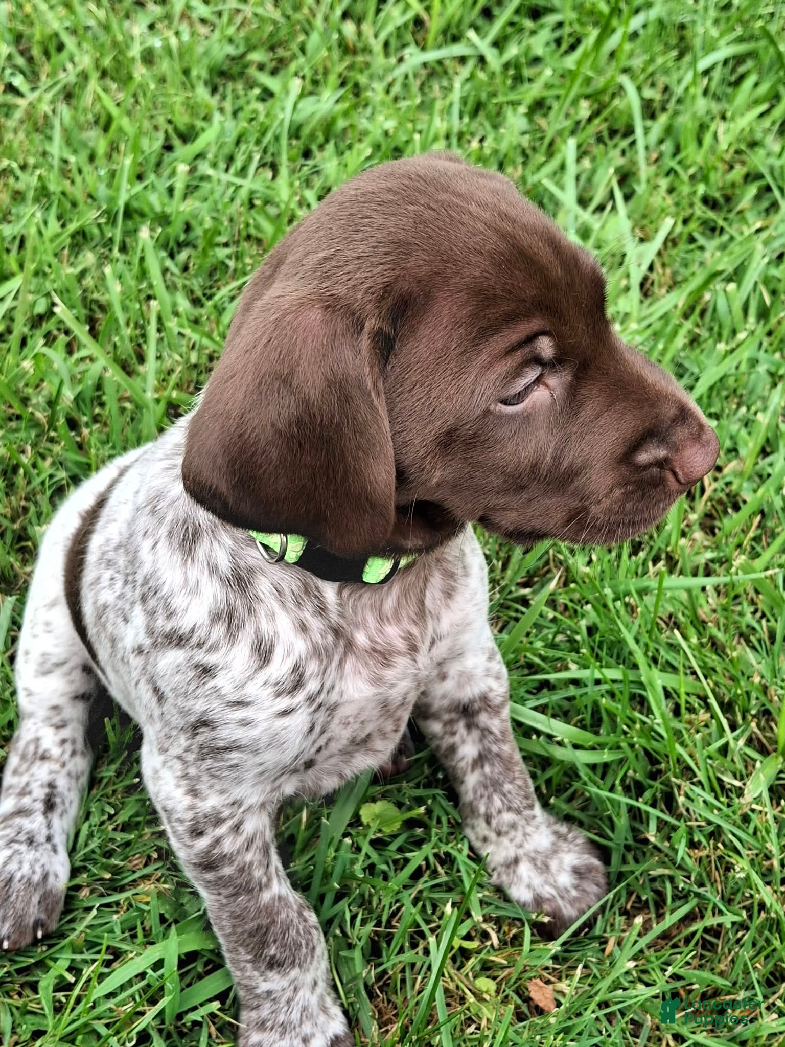 German Shorthaired Pointer dogs German Shorthaired Pointer Reed - Ad 39