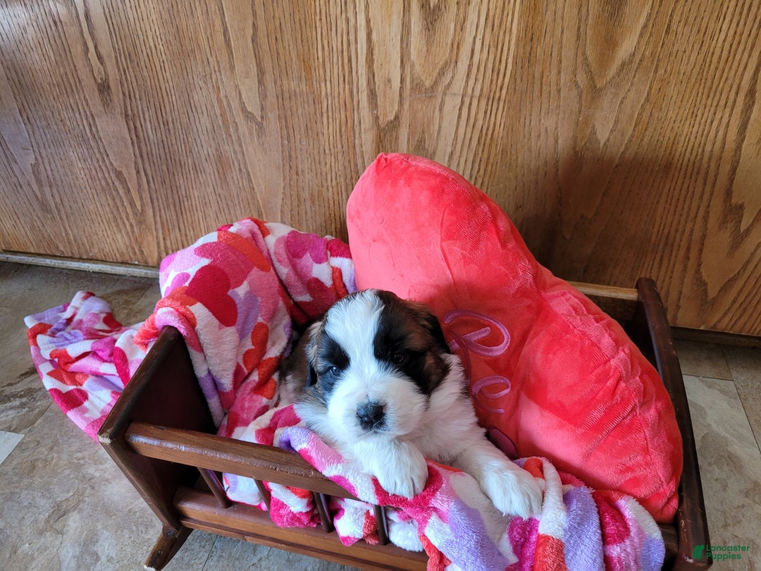Saint Bernard dogs for sale: Luna - Ad 5
